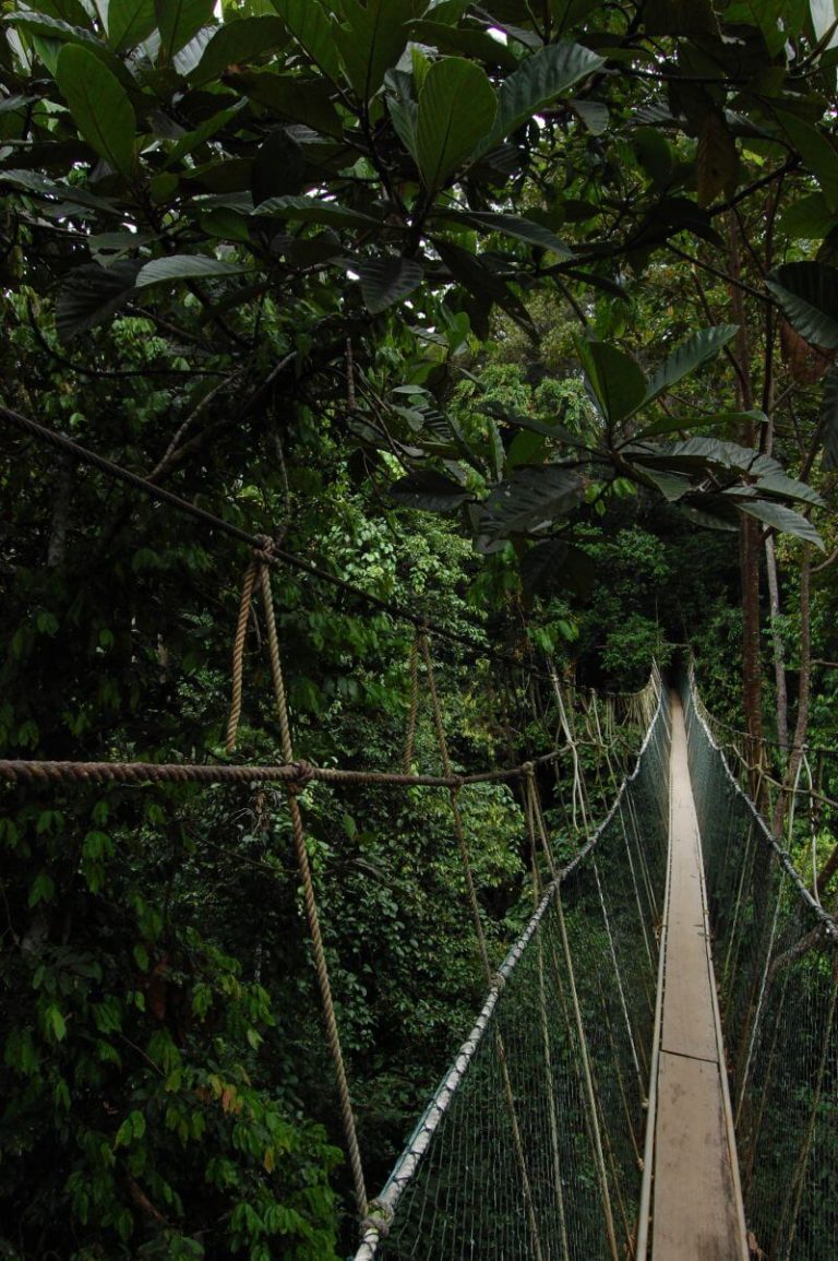 Malajzia - Taman Negara NP - Canopy walk